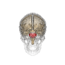 corteza cerebral tomado de http://logoscr.blogspot.com/