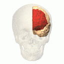 Lobulo frontal principal origen de las celulas de betz tomado de http://logoscr.blogspot.com/