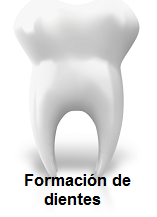 Formación de dientes