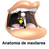 Anatomía de maxilares