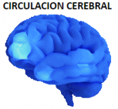 Circulación cerebral