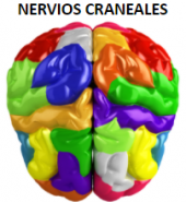 Nervios craneales